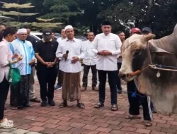 Sabang Terima Dua Ekor Sapi Kurban dari Presiden Prabowo