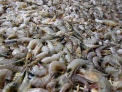 Ekspor Udang Vaname Anjlok, Dinas Kelautan Perikanan Aceh Cari Solusi