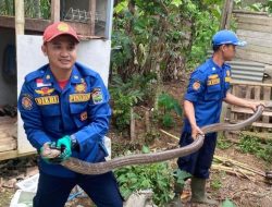 Seekor Ular Kobra Jumbo Bersarang di Rumah Warga, Damkar Kualasimpang Turun Tangan