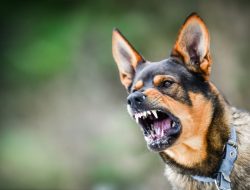 Cegah Rabies Anjing dan Kucing Disuntik Vaksin Aceh Tengah