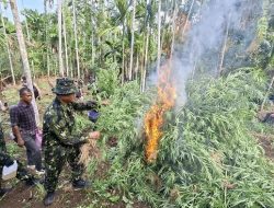 BNN Aceh Musnahkan 69 Ton Ganja di Aceh Utara
