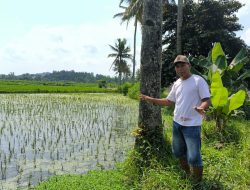 Petani Adukan Gagal Panen ke DPRD Jember Diduga Tercemar Limbah TPA