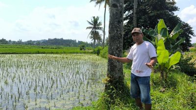 Petani Adukan Gagal Panen
